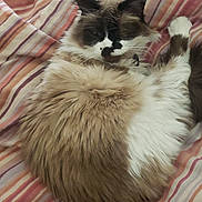 Nala joined the competition — help win amazing prizes! animal, baby, bed, bedroom, blanket, cat, couch, cushion, face, furniture, head, homedecor, indoors, kitten, linen, person, pet, quilt, room, sleeping