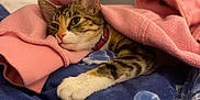 Athena a rejoint le concours — aidez-le/la à gagner de superbes lots ! cat, tabby_cat, blanket, pink_blanket, blue_bedspread, paw, collar, indoor, cozy, resting, pet, portrait, closeup, whiskers, ears, striped_fur, bedding, relaxed, shallow_depth_of_field, bedroom