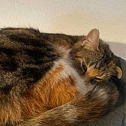 Athena a rejoint le concours — aidez-le/la à gagner de superbes lots ! cat, feline, tabby, tortoiseshell, curled_up, sleeping, resting, fur, whiskers, ear, tail, close_up, indoor, pet, cozy, bed, soft_texture, wall, eye, portrait