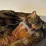 cat, feline, tabby, tortoiseshell, curled_up, sleeping, resting, fur, whiskers, ear, tail, close_up, indoor, pet, cozy, bed, soft_texture, wall, eye, portrait
