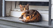 Athena participe au concours pour gagner de l'argent avec cette photo : building_siding, calico, cat, chair, cozy, domestic_animal, feline, green_eyes, home, ledge, loaf, looking_at_camera, outdoor, pet, porch, resting, shutter, tabby, window, windowsill