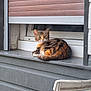 cat, calico, tabby, feline, pet, windowsill, window, shutter, building_siding, ledge, chair, outdoor, home, resting, loaf, green_eyes, looking_at_camera, domestic_animal, porch, cozy