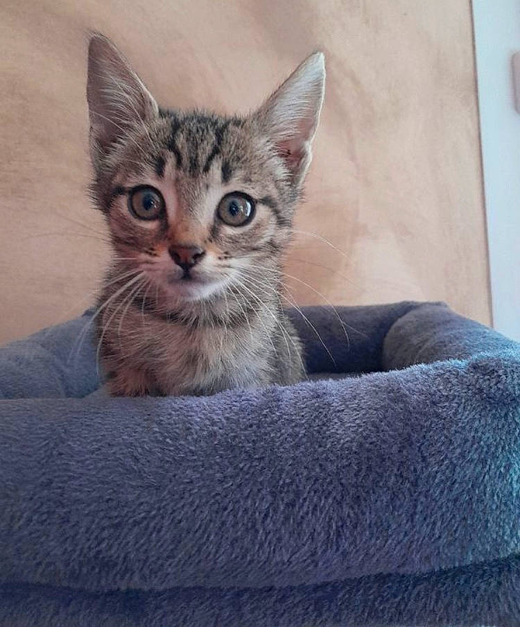 Kovu participe au concours pour gagner de l'argent avec cette photo : art, carnivore, cat, cat_supply, comfort, domestic_short_haired_cat, felidae, fur, grey, paw, sitting, small_to_medium_sized_cats, snout, tail, terrestrial_animal, whiskers, window