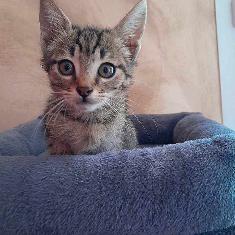 Kovu