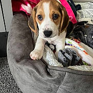 Daisy is registered to the contest to win money with this photo: puppy, beagle, dog, pet, bed, blanket, indoor, cozy, cute, animal, fur, ears, paw, carpet, resting, young, looking, soft, comfortable, home