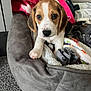 puppy, beagle, dog, pet, bed, blanket, indoor, cozy, cute, animal, fur, ears, paw, carpet, resting, young, looking, soft, comfortable, home