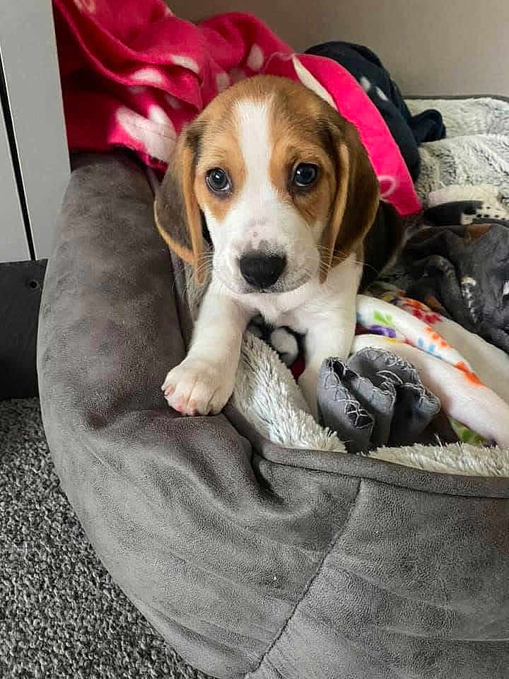 Daisy