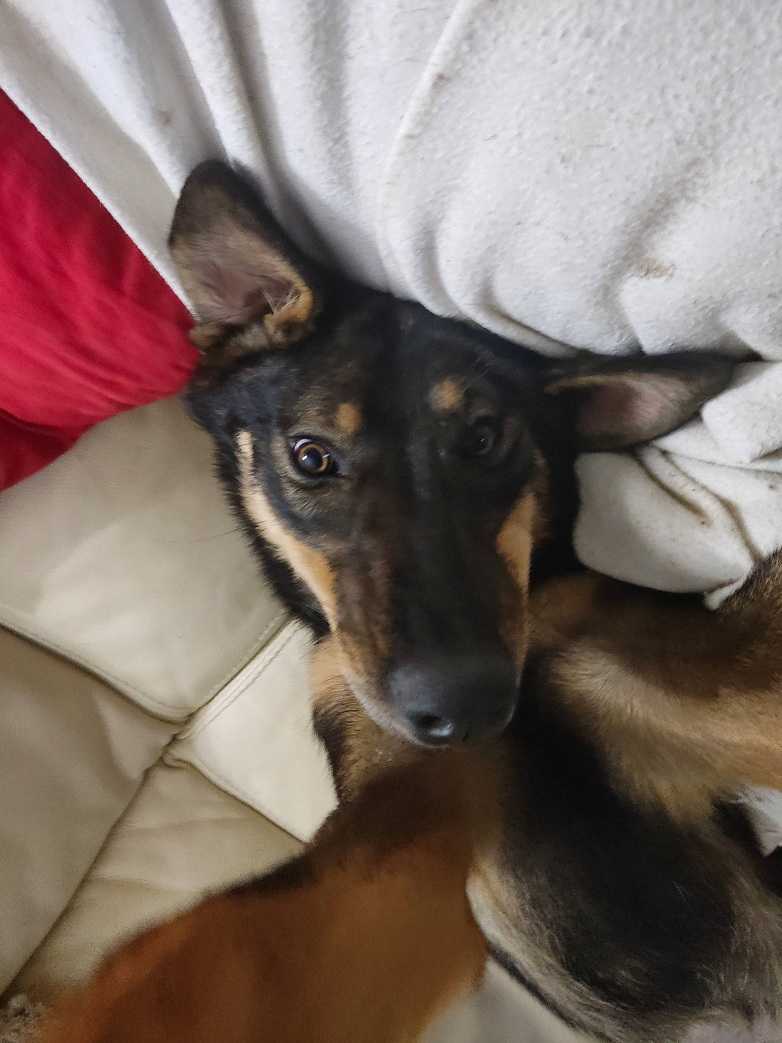 Thalya a rejoint le concours — aidez-le/la à gagner de superbes lots ! canidae, carnivore, comfort, companion_dog, dog, dog_breed, ear, fawn, fur, jaw, snout, sporting_group, terrestrial_animal, whiskers, working_animal, working_dog