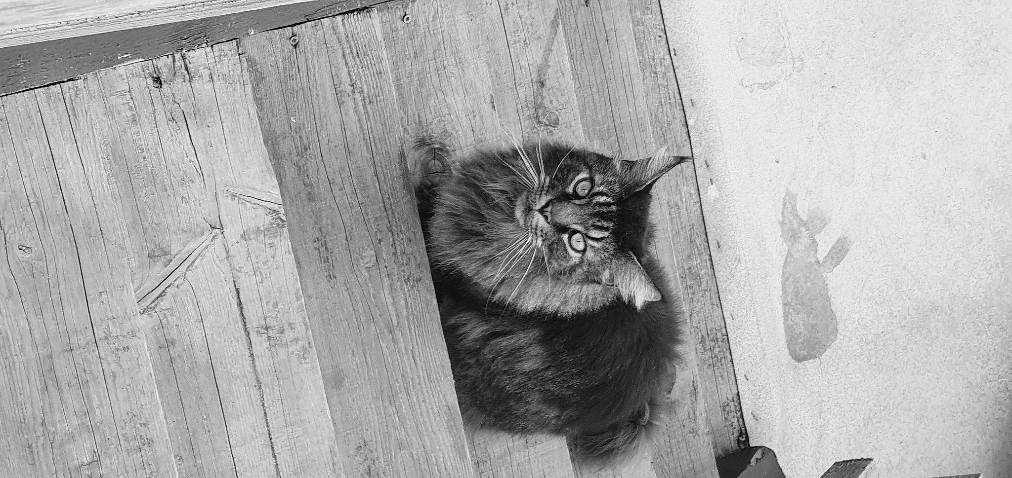 Lemon participe au concours pour gagner de l'argent avec cette photo : art, black_and_white, black_cat, carnivore, cat, domestic_short_haired_cat, felidae, fur, grey, line, monochrome, monochrome_photography, plank, small_to_medium_sized_cats, snout, style, tail, whiskers, window, wood