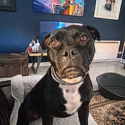 Scooby Doo participe au concours pour gagner de l'argent avec cette photo : dog, black_dog, pet, indoor, blanket, chair, living_room, artwork, colorful_painting, floor_rug, furniture, curious, sitting, canine, collar, domestic_animal, portrait, home_interior, looking_up, companion