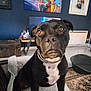 dog, black_dog, pet, indoor, blanket, chair, living_room, artwork, colorful_painting, floor_rug, furniture, curious, sitting, canine, collar, domestic_animal, portrait, home_interior, looking_up, companion