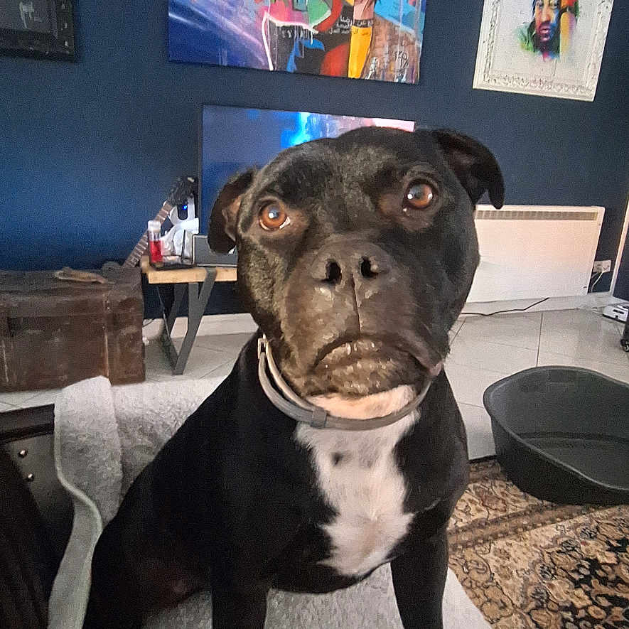 Scooby Doo