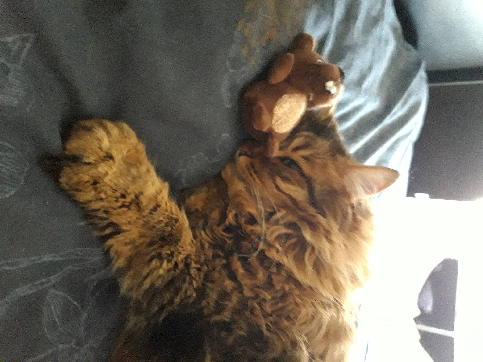 Apple a rejoint le concours — aidez-le/la à gagner de superbes lots ! canidae, carnivore, claw, companion_dog, dog_breed, domestic_short_haired_cat, felidae, fur, gesture, human_leg, paw, small_to_medium_sized_cats, sporting_group, tail, terrier, whiskers, wood