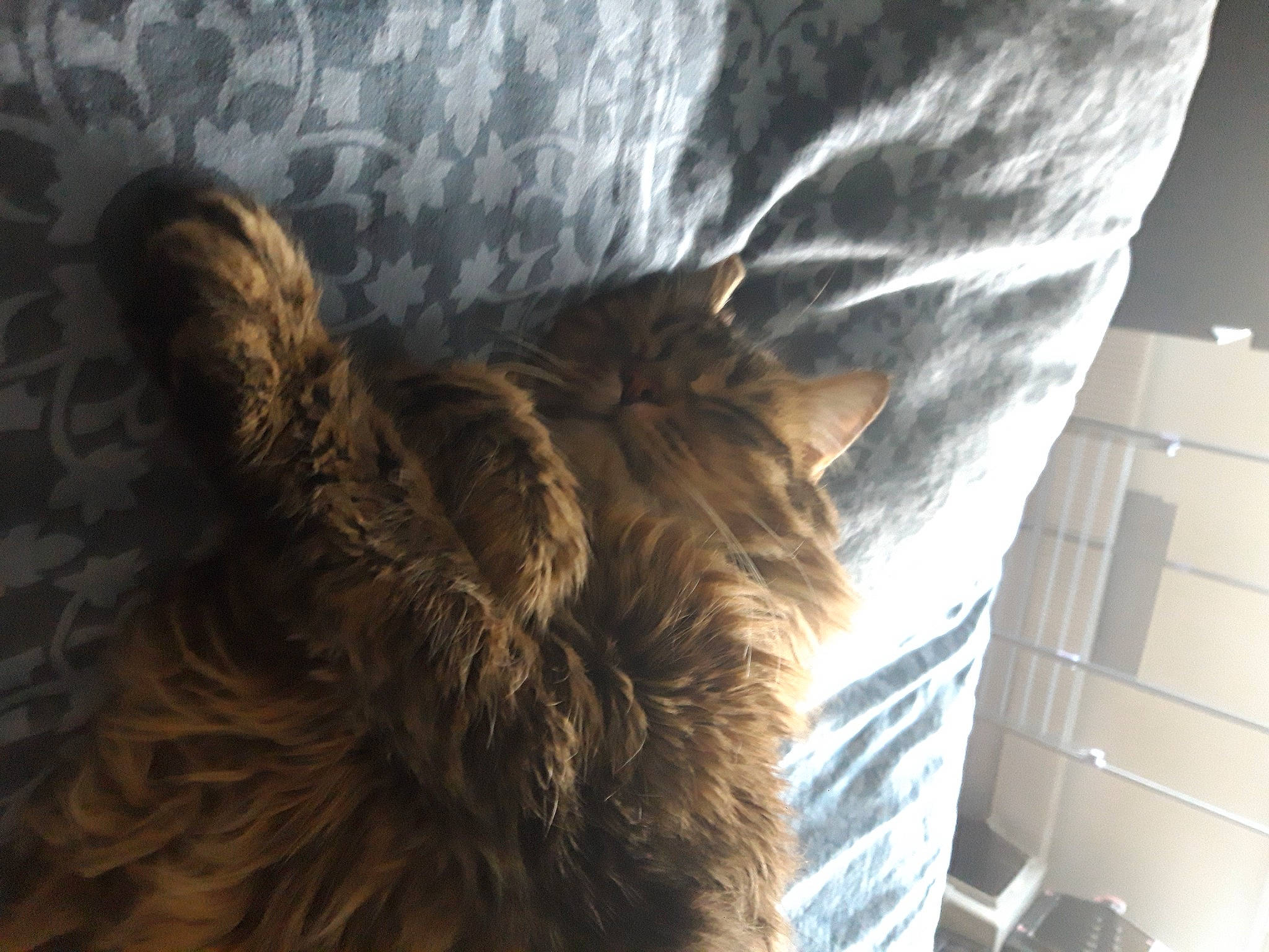 Apple participe au concours pour gagner de l'argent avec cette photo : brown, canidae, carnivore, comfort, companion_dog, dog, dog_breed, fawn, feather, felidae, fur, liver, natural_material, small_to_medium_sized_cats, snout, sporting_group, tail, tints_and_shades, window, wood