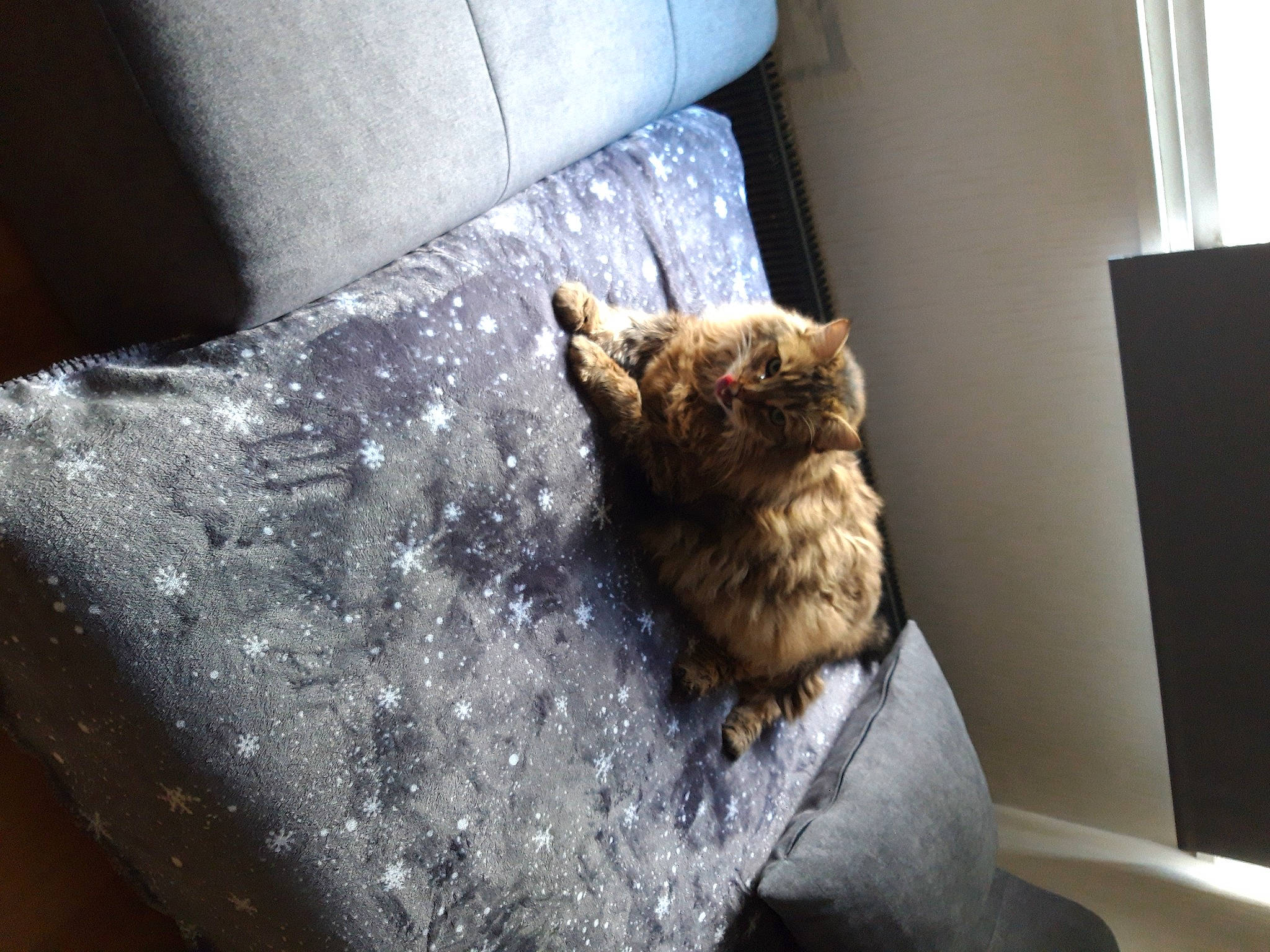 Apple a rejoint le concours — aidez-le/la à gagner de superbes lots ! bag, cat, chair, comfort, companion_dog, couch, domestic_short_haired_cat, fawn, felidae, floor, flooring, fur, linens, living_room, mammal, room, small_to_medium_sized_cats, tail, whiskers, wood