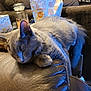 Stormy is registered to the contest to win money with this photo: armrest, cat, close_up, cozy, domestic_cat, feline, furniture, gray_cat, home, household_items, indoor, leather_couch, pet, pumpkin_spice, relaxing, resting, rice_cakes, sleeping, snack_bag, soft_fur
