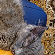 Stormy joined the competition — help win amazing prizes! animal, blue_chair, carpet, cat, chair, close_up, companions, cozy, cute, domestic, fur, furry, gray_cat, indoor, orange_cat, patterned_carpet, pet, relaxation, resting, sleeping