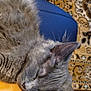 animal, blue_chair, carpet, cat, chair, close_up, companions, cozy, cute, domestic, fur, furry, gray_cat, indoor, orange_cat, patterned_carpet, pet, relaxation, resting, sleeping