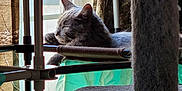 Stormy is registered to the contest to win money with this photo: animal, cat, cat_tree, cozy, curtains, domestic, fabric, furniture, gray_cat, home, indoor, metal_frame, natural_light, pet, quiet, relaxation, resting, sleeping, sunlight, window
