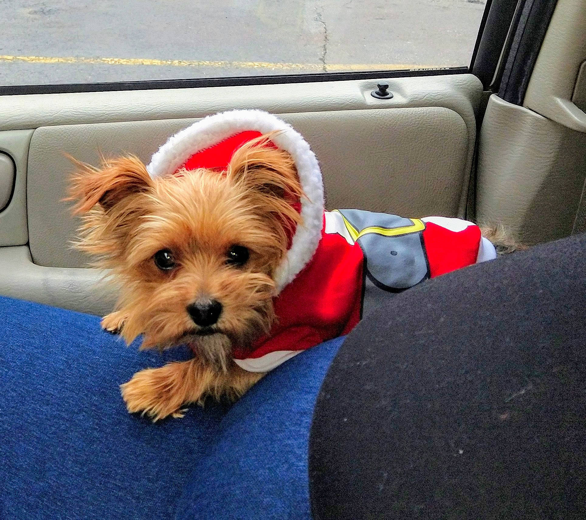 Charlie Bear joined the competition — help win amazing prizes! australian_terrier, canidae, car_seat, car_seat_cover, carnivore, companion_dog, dog, dog_breed, dog_supply, mammal, pet_supply, puppy, small_terrier, snout, terrier, toy_dog, vehicle_door, working_animal, yorkipoo, yorkshire_terrier