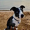 animal_portrait, beach, black_and_white, coastline, collar, dog, floppy_ears, heterochromia, lake, outdoors, pet, puppy, sand, scenic, seaside, shoreline, sitting, spotted_fur, tag, water