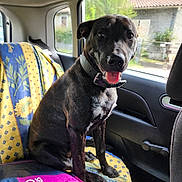 Ace a rejoint le concours — aidez-le/la à gagner de superbes lots ! dog, black_dog, pet, car_interior, car_seat, seat_cover, sunflower_pattern, dog_collar, dog_food_bag, happy_dog, tongue_out, window, daylight, vehicle, sitting, domestic_animal, canine, companion_animal, transport, road_trip