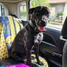 dog, black_dog, pet, car_interior, car_seat, seat_cover, sunflower_pattern, dog_collar, dog_food_bag, happy_dog, tongue_out, window, daylight, vehicle, sitting, domestic_animal, canine, companion_animal, transport, road_trip