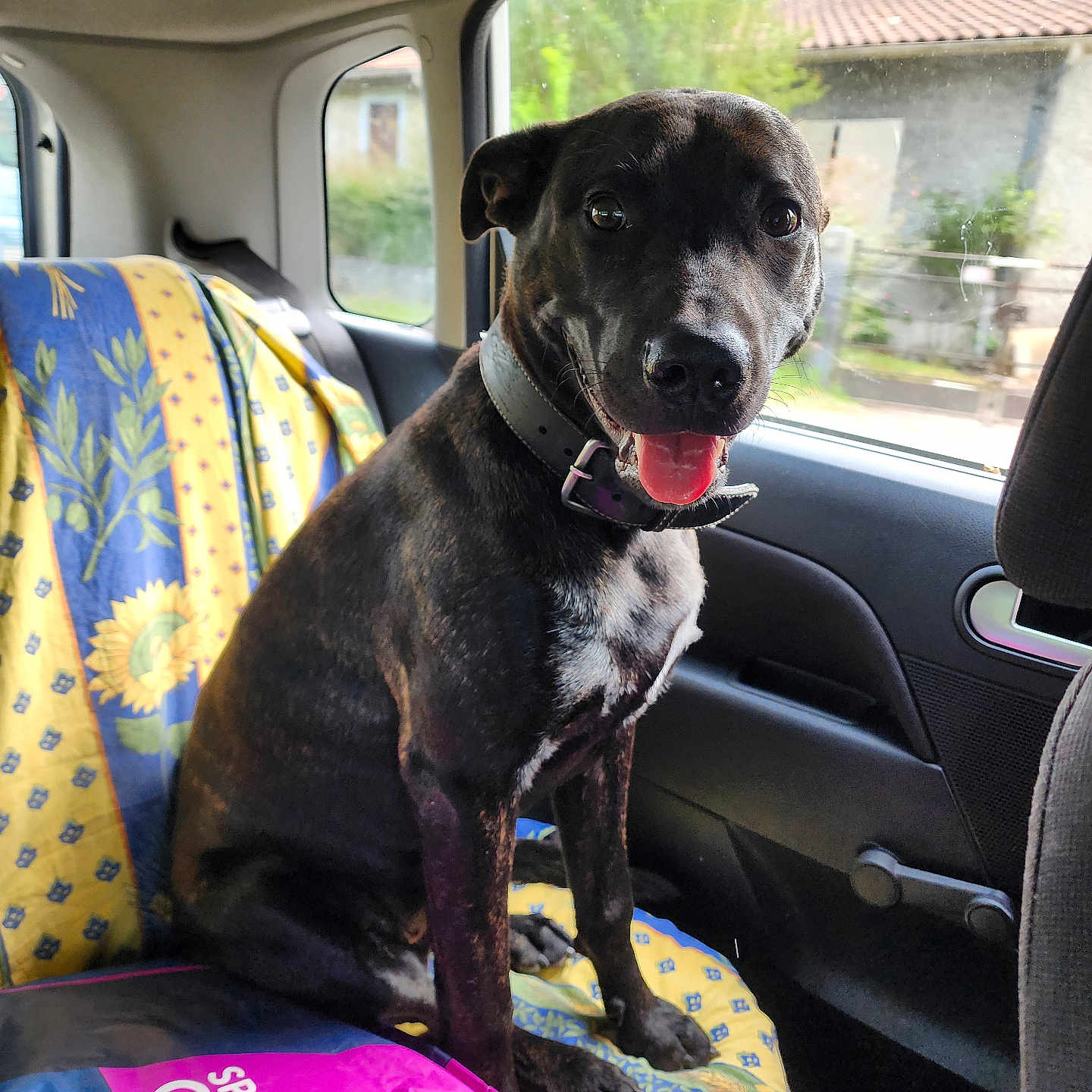 Ace a rejoint le concours — aidez-le/la à gagner de superbes lots ! dog, black_dog, pet, car_interior, car_seat, seat_cover, sunflower_pattern, dog_collar, dog_food_bag, happy_dog, tongue_out, window, daylight, vehicle, sitting, domestic_animal, canine, companion_animal, transport, road_trip