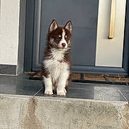 Spike a rejoint le concours — aidez-le/la à gagner de superbes lots ! animal, brown_and_white, concrete, curious, dog, domestic, door, doorstep, ears, fur, husky, outdoor, pet, puppy, quiet, sitting, still, tile_floor, welcome_mat, young_dog