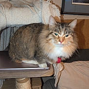 Blossom joined the competition — help win amazing prizes! animal, blanket, cat, collar, couch, cozy, decor, domestic, feline, fluffy, framed_picture, fur, furniture, home, indoor, pet, resting, sitting, table, wooden_platform