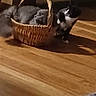 cat, basket, wooden_floor, indoor, gray_cat, black_and_white_cat, pet, feline, curious, cozy, domestic, floor, furniture, home, animal, relaxed, woven_basket, two_cats, soft_lighting, carpet