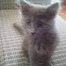 kitten, cat, gray, pet, animal, indoor, furniture, couch, cute, small, young, fur, whiskers, ears, tail, home, cozy, pattern, soft, blur