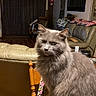 cat, gray_cat, fluffy, table, wooden_table, chair, living_room, couch, blanket, indoor, pet, furniture, home, domestic_animal, curtains, window, relaxed, animal, mammal, tail