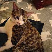 Romeo is registered to the contest to win money with this photo: cat, kitten, tabby, white_fur, striped_fur, blue_eyes, whiskers, ears, face, pet, animal, lying_down, bed, blanket, pillow, bedroom, indoor, cozy, portrait, sleeping_area