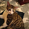 cat, kitten, tabby, white_fur, striped_fur, blue_eyes, whiskers, ears, face, pet, animal, lying_down, bed, blanket, pillow, bedroom, indoor, cozy, portrait, sleeping_area