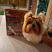 Princesse Tina a rejoint le concours — aidez-le/la à gagner de superbes lots ! dog, puppy, fluffy, indoor, table, hand, plant, window, holiday, christmas, box, decorations, fur, cute, pet, animal, brown, white, cozy, portrait