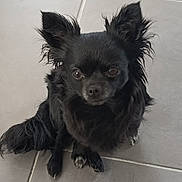 Taya participe au concours pour gagner de l'argent avec cette photo : dog, black_dog, small_dog, fluffy, pet, animal, sitting, tile_floor, indoor, cute, fur, ears, face, paw, looking_up, companion, domestic, alert, adorable, canine