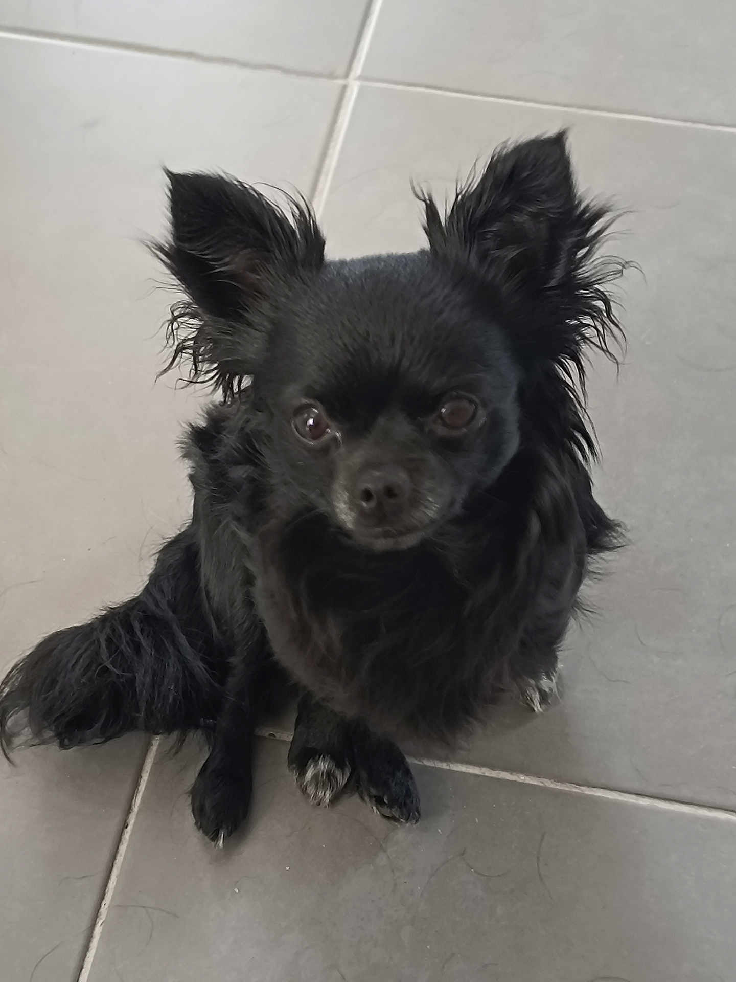 Taya participe au concours pour gagner de l'argent avec cette photo : dog, black_dog, small_dog, fluffy, pet, animal, sitting, tile_floor, indoor, cute, fur, ears, face, paw, looking_up, companion, domestic, alert, adorable, canine