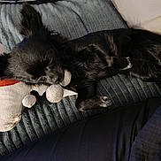 Taya a rejoint le concours — aidez-le/la à gagner de superbes lots ! animal, black_dog, blanket, couch, cozy, dog, ears, fur, home, indoor, napping, paw, pet, pillow, relaxed, resting, sleeping, snowman_toy, stuffed_toy, toy