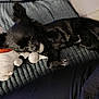 dog, black_dog, sleeping, stuffed_toy, snowman_toy, blanket, couch, pillow, pet, fur, relaxed, indoor, cozy, napping, paw, ears, toy, home, resting, animal