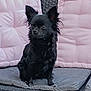dog, black_dog, small_dog, pet, outdoor, cushion, pillow, sofa, wicker_furniture, animal, fur, ears, sitting, alert, looking_away, domestic_animal, companionship, relaxation, home, furniture