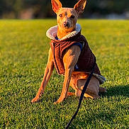 Leopold joined the competition — help win amazing prizes! dog, small_dog, brown_jacket, grass, outdoor, pet, canine, leash, park, sunlight, morning, nature, animal, cute, alert, sitting, portrait, warm_light, greenery, walk