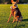 dog, small_dog, brown_jacket, grass, outdoor, pet, canine, leash, park, sunlight, morning, nature, animal, cute, alert, sitting, portrait, warm_light, greenery, walk