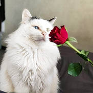 Nino participe au concours pour gagner de l'argent avec cette photo : cat, white_cat, heterochromia, rose, red_rose, flower, fluffy, pet, indoor, closeup, soft_focus, romantic, cute, feline, portrait, animal, whiskers, fur, plant, leaf
