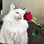 cat, white_cat, heterochromia, rose, red_rose, flower, fluffy, pet, indoor, closeup, soft_focus, romantic, cute, feline, portrait, animal, whiskers, fur, plant, leaf
