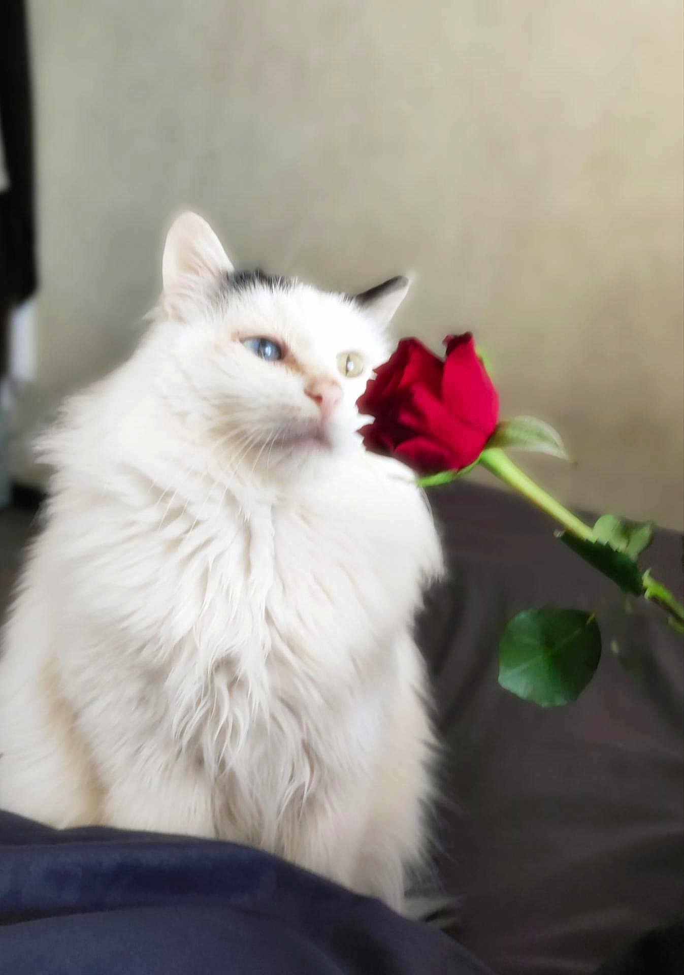 Nino participe au concours pour gagner de l'argent avec cette photo : cat, white_cat, heterochromia, rose, red_rose, flower, fluffy, pet, indoor, closeup, soft_focus, romantic, cute, feline, portrait, animal, whiskers, fur, plant, leaf
