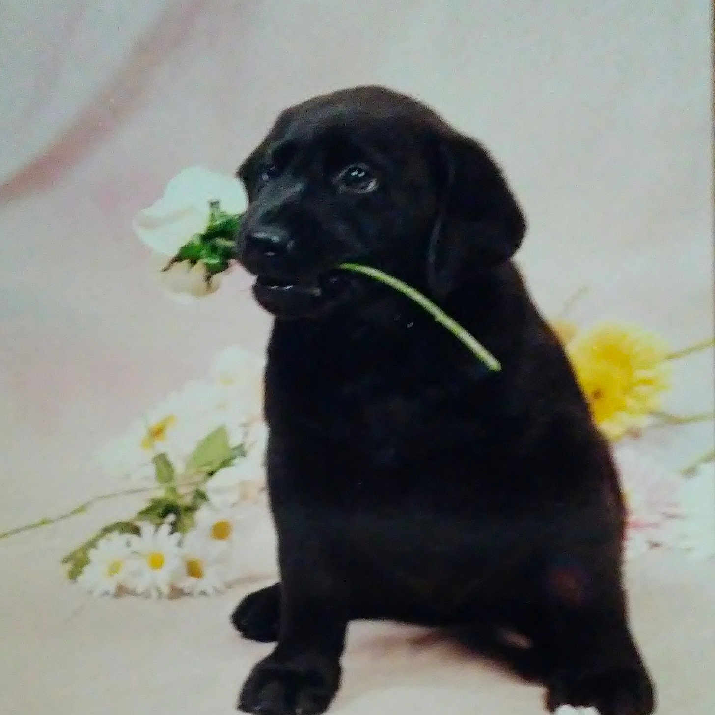 Shadow is registered to the contest to win money with this photo: beagador, borador, canidae, carnivore, companion_dog, dog, dog_breed, flat_coated_retriever, labrador_retriever, patterdale_terrier, puppy, retriever, sporting_group, yellow