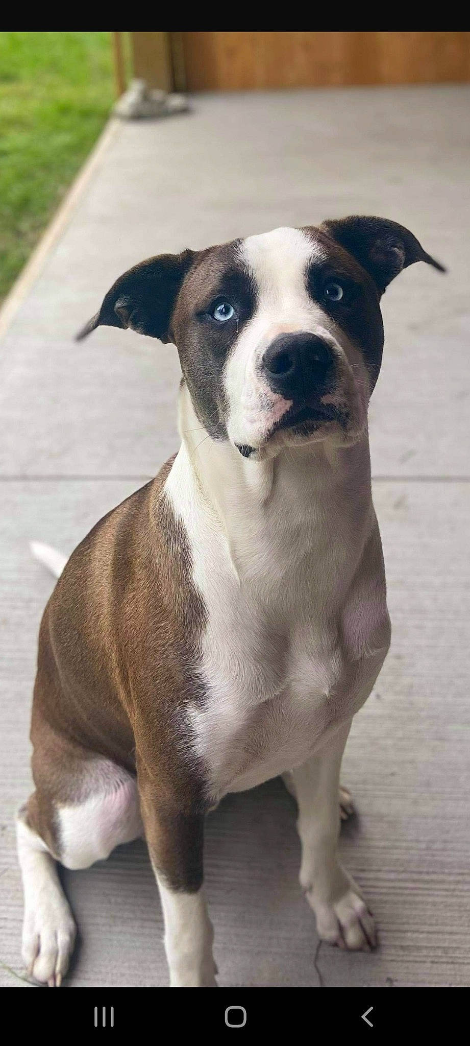 Trigger joined the competition — help win amazing prizes! ancient_dog_breeds, boston_terrier, canidae, carnivore, collar, companion_dog, dog, dog_breed, dog_collar, eye, fawn, molosser, non_sporting_group, snout, sporting_group, whiskers, working_animal, working_dog