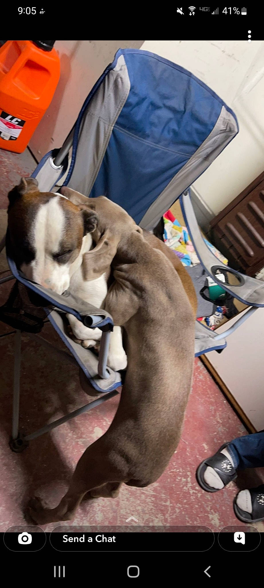 Trigger joined the competition — help win amazing prizes! canidae, carnivore, collar, comfort, companion_dog, dog, dog_breed, dog_collar, dog_supply, fawn, foot, fur, leash, non_sporting_group, pet_supply, snout, sporting_group, working_animal