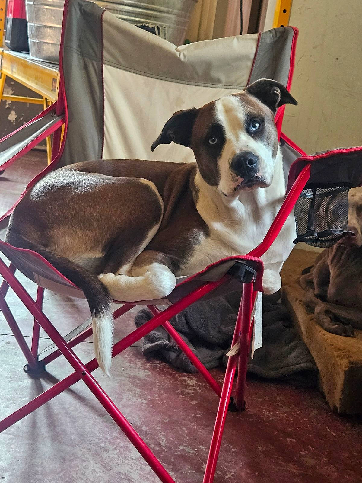 Trigger joined the competition — help win amazing prizes! bag, bicycle_handlebar, canidae, carnivore, chair, collar, companion_dog, dog, dog_breed, dog_collar, dog_supply, eyewear, fawn, leash, luggage_and_bags, pet_supply, snout, sporting_group, toy_dog, working_animal